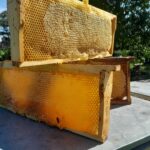 Fagure cu miere Mediu