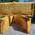 Fagure cu miere Mare