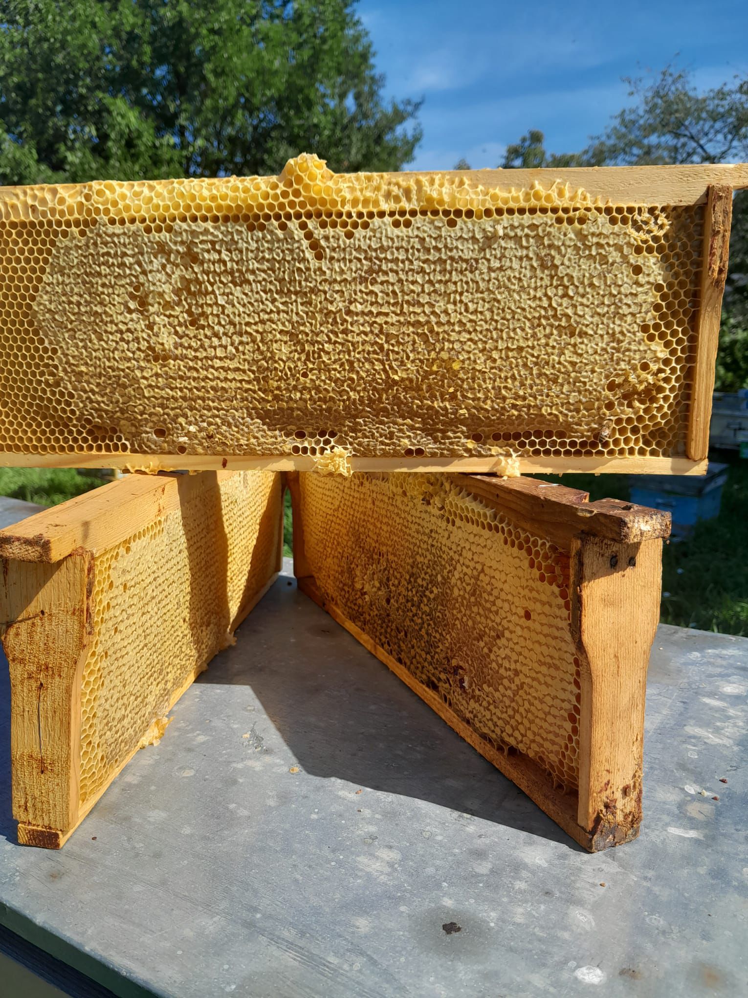 WhatsApp-Image-2024-08-01-at-13.49.48.jpeg Fagure cu miere Mare - imagine 1